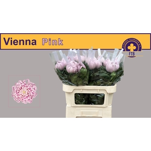 CHR G VIENNA PINK