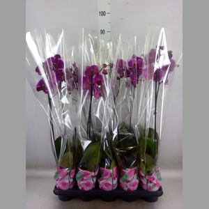 Phalaenopsis   ...lilac