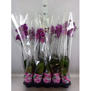 Phalaenopsis   ...lilac