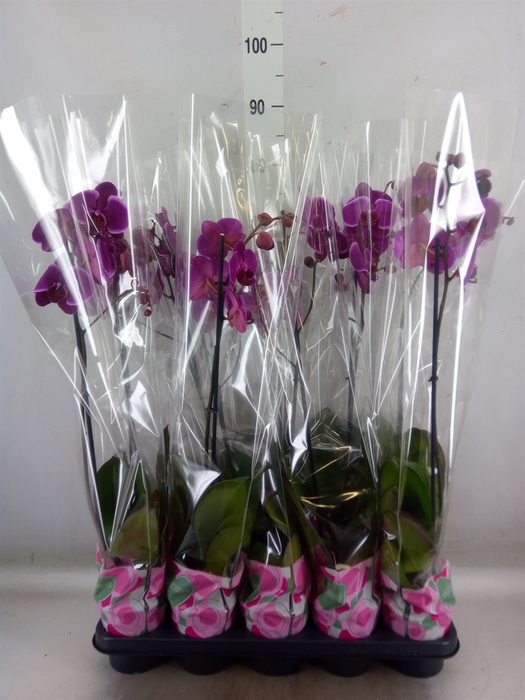 <h4>Phalaenopsis   ...lilac</h4>