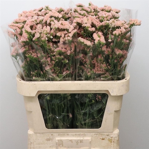 Limonium St Salmon Birds X50