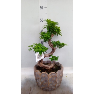 Ficus microcarpa 'Ginseng'