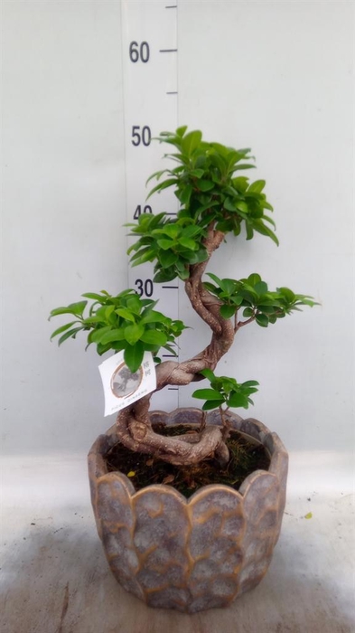 <h4>Ficus microcarpa 'Ginseng'</h4>