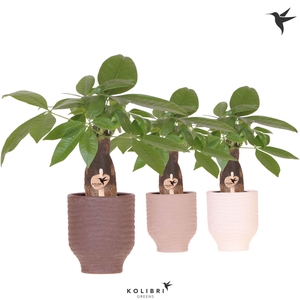 Kolibri Greens Pachira in Beach pot mix