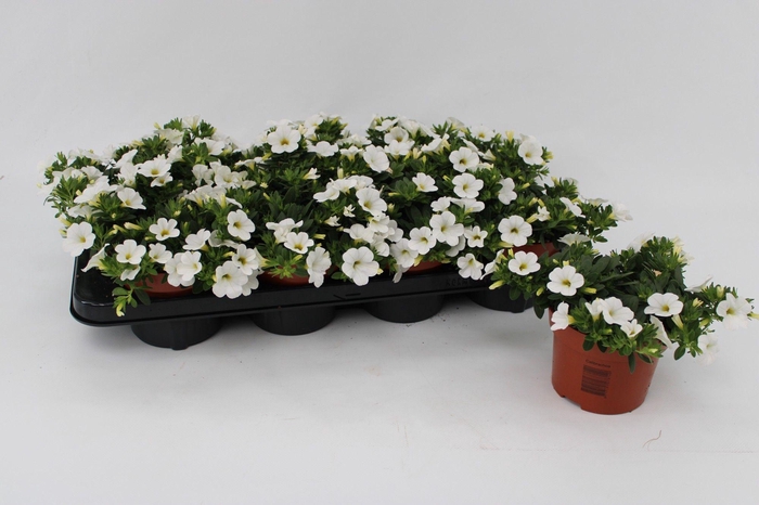 <h4>Calibrachoa White 13cm</h4>