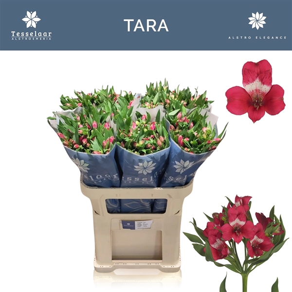 <h4>Alstroemeria Tara 60 gr</h4>