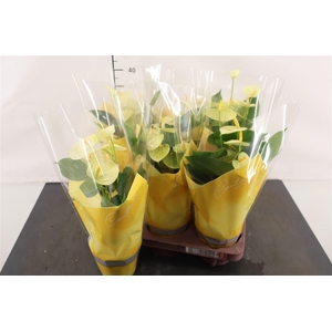 Anthurium 12 Cm. P. Vanilla