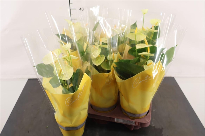 <h4>Anthurium 12 Cm. P. Vanilla</h4>