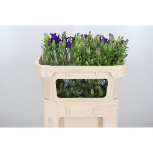 Campanula Cham Blue