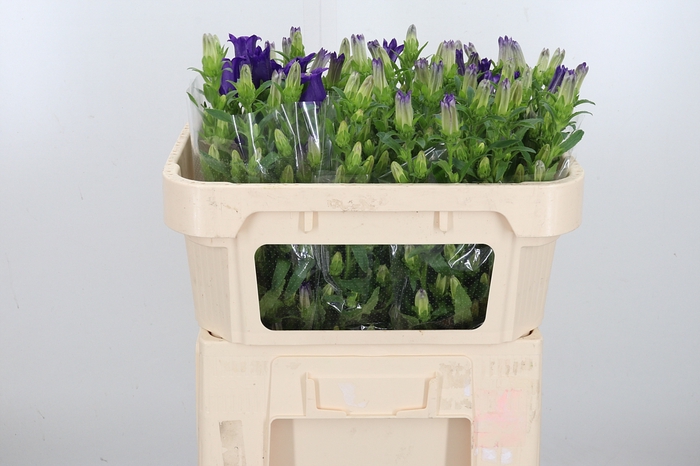 <h4>Campanula Cham Blue</h4>