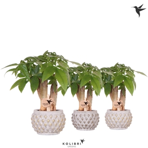 Kolibri Greens Pachira in Marrakesh pot gold copper mix
