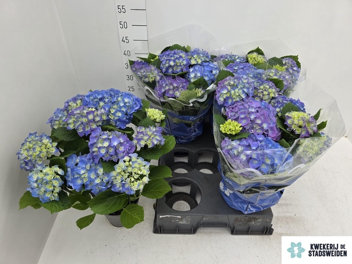 <h4>HYDR M BLAUER ZWERG</h4>