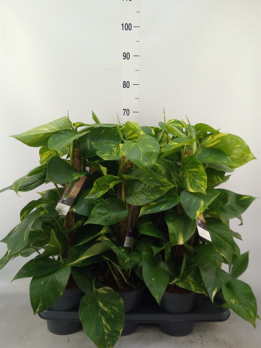 <h4>Epipremnum pinn.   ...moss stick</h4>