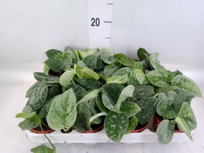 <h4>Scindapsus pictus 'Silvery Ann'</h4>