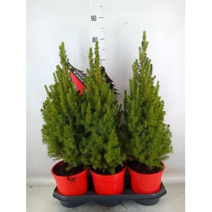 Picea glauca 'Perfecta'