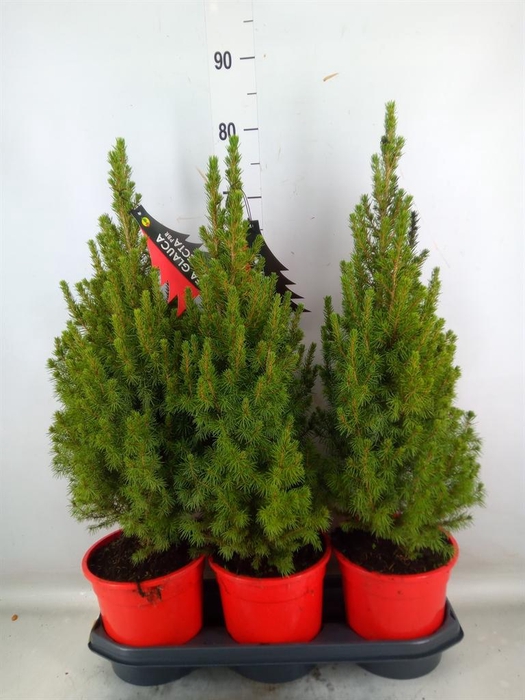 <h4>Picea glauca 'Perfecta'</h4>