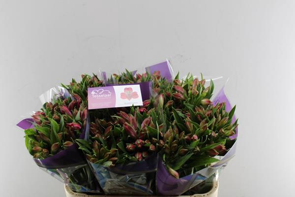 <h4>Alstr Bubblicious (d.rose)</h4>