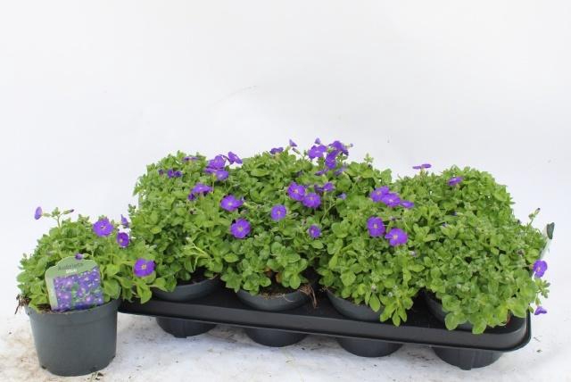 <h4>AUBR GRACILIS KITTE</h4>