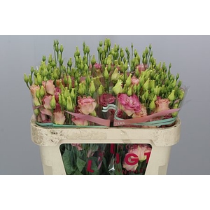 Eustoma G Alissa Light Apricot