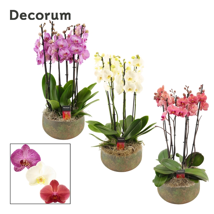 <h4>Riva 6 tak symphony mix (Deco-collection)</h4>