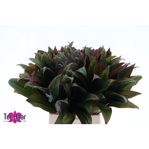 DECOGROEN GROOT BLAD