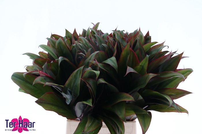 <h4>DECOGROEN GROOT BLAD</h4>