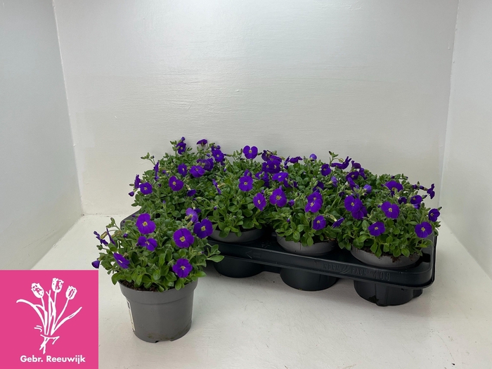 <h4>AUBR GRACILIS KITTE</h4>