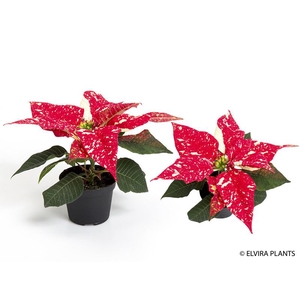 EUPHORBIA PULCHERRIMA  MINI p6 Glitter