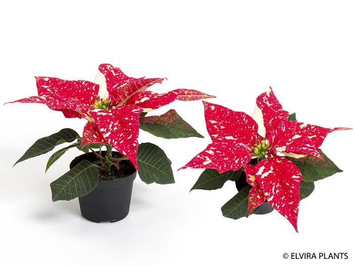 <h4>EUPHORBIA PULCHERRIMA  MINI p6 Glitter</h4>