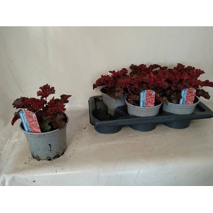 HEUCH MICRANTHA