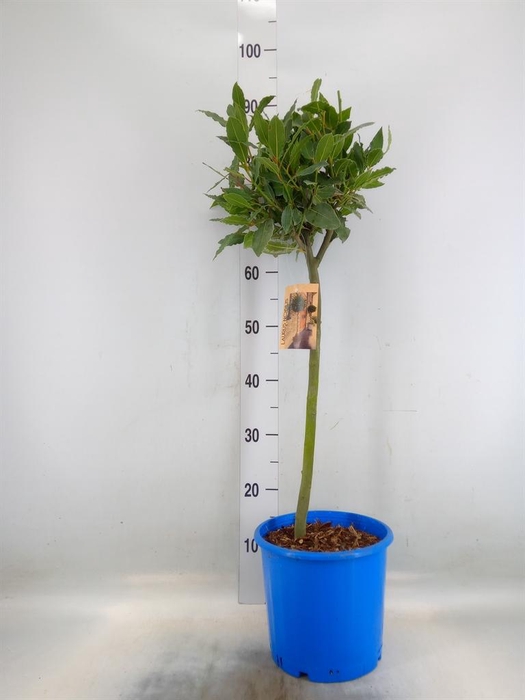 <h4>Laurus nobilis</h4>