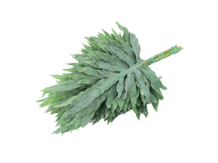 <h4>Phlebodium Blue Star Primeira ( Pt )</h4>