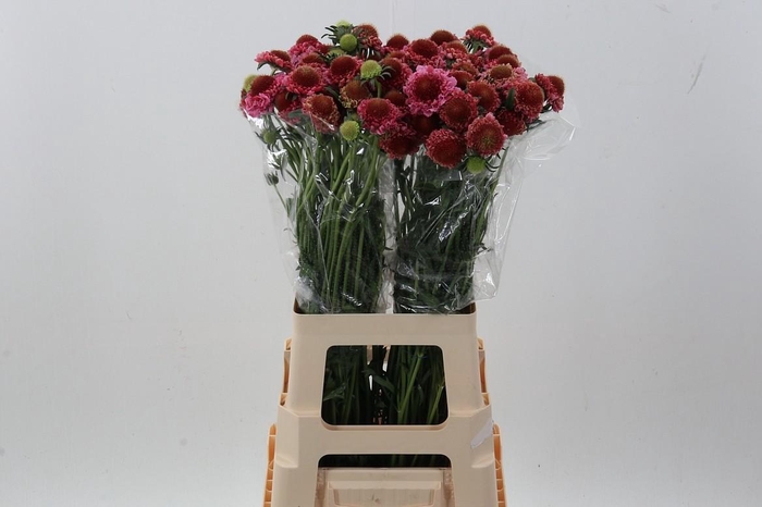 <h4>Scab At F Scoop Popsicle</h4>