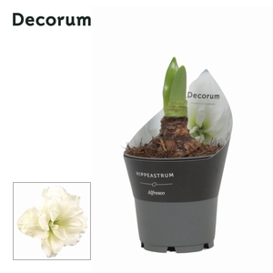 Amaryllis Alfresco in Potkraag (Decorum)