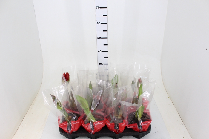 AMARYLLIS P14 VERMELHO MIN 2 HT