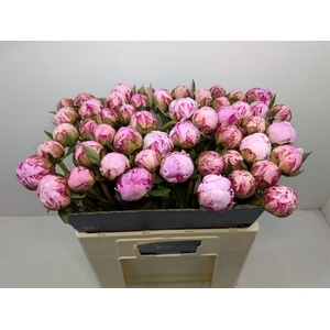 Paeo L Sara Bernhard