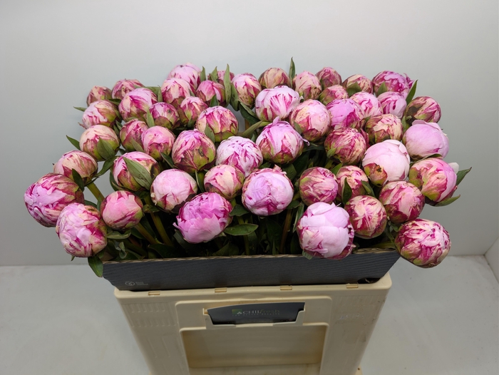 <h4>Paeo L Sara Bernhard</h4>