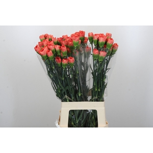 Dianthus St Arno