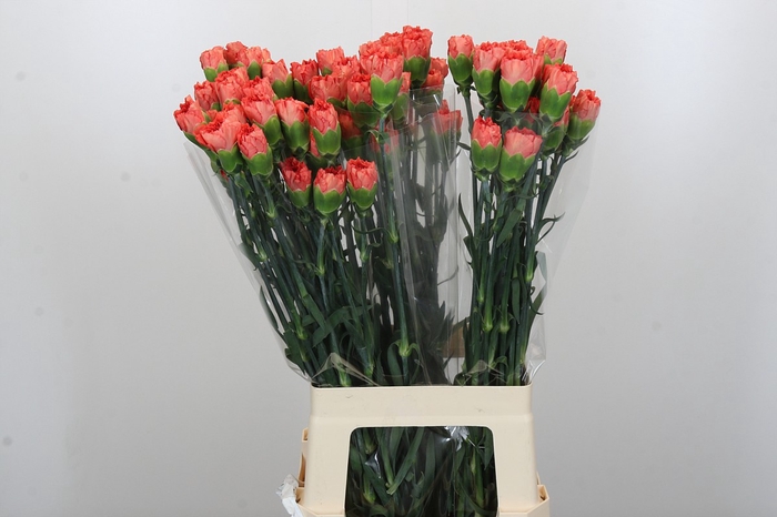 <h4>Dianthus St Arno</h4>