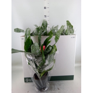 Aechmea fasciata 'Primera'