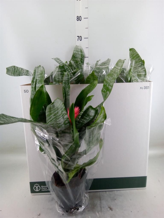 <h4>Aechmea fasciata 'Primera'</h4>
