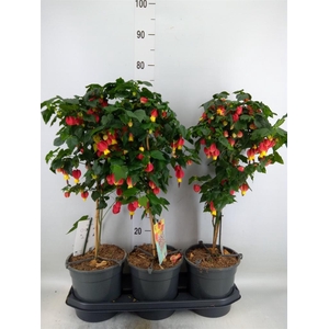 Abutilon  'Big Bell'