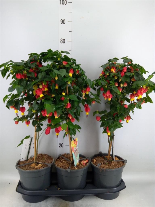 <h4>Abutilon 'Big Bell'</h4>
