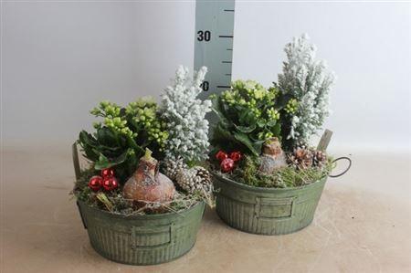 <h4>Arr Hippeastrum Zink Xl</h4>