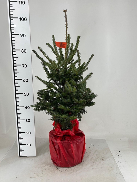 <h4>ABIE FRASERI</h4>