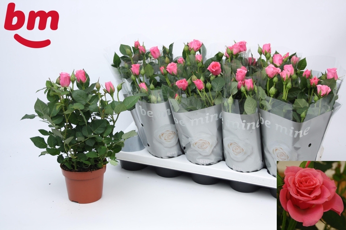 arr8 Ro D Pink B Monde