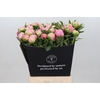 Paeonia Pink Giant