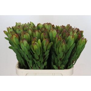 Leucadendron Goldstrike