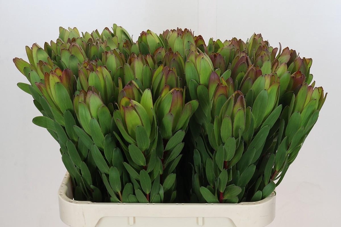 <h4>Leucadendron Goldstrike</h4>