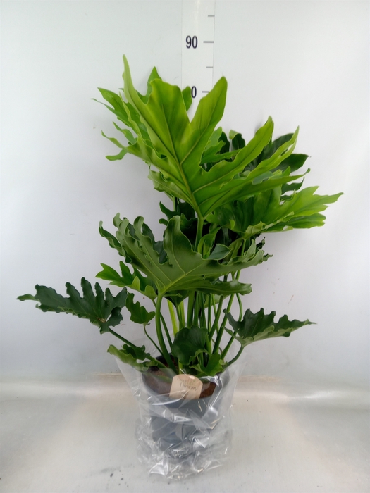 <h4>Philodendron bipinn. 'Little Hope'</h4>